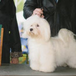 Afghan Hounds and Havanese from Dragonfly Kennels