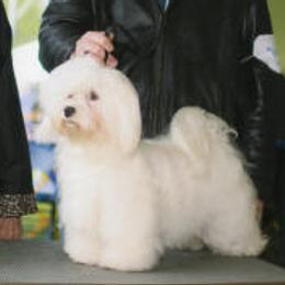 Afghan Hounds and Havanese from Dragonfly Kennels