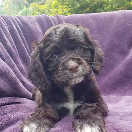 Cockapoo, Cocker Spaniel, and Goldendoodle Puppies from Robbin's Treasures