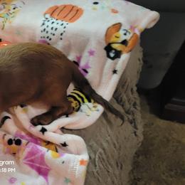 Dachshund Puppies from CLARK'S BREEDING PROGRAM