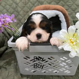 Rex - Tri-color male Cavalier King Charles Spaniel puppy in Pearl River, New York from Cooltomin Cavaliers