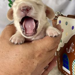 Dachshund Puppies from Island Farms Mimi’s Dachshunds Florida
