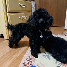 Zadok - Black male Poodle puppy in North Carolina from Faithful Hearts Kennel