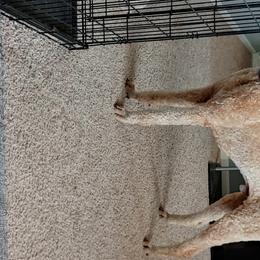 Cooper - Poodle