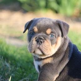 Venus - Blue tri-color female Bulldog puppy in Zionsville, Indiana from Midwest Bulldogs