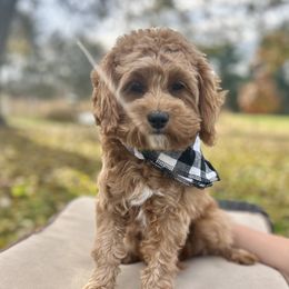  - Cavapoo
