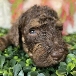 White collar - Phantom male Poodle puppy in Spring Branch, Texas from Bear Hills kennel