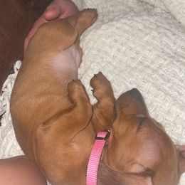 Dachshund Puppies from MNE Miniature Dachshunds