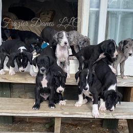 Great Danes from Frazier Danes LLC