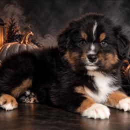 Bijou - Black tri-color male Australian Shepherd puppy in Fultonville, New York from Sandy Aussies, Mini Dachshunds & Pomeranians