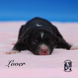 Lover - Black tri female Miniature Australian Shepherd puppy in Weeki Wachee, Florida from Arlington's Mini Aussies
