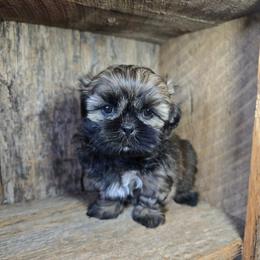 Trigger - Brindle male Shih Tzu puppy in Mountain Grove, Missouri from Precious Puppies