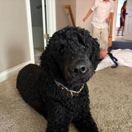 Poodle puppies from Pandora