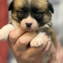 Yellow collar, girl - Red female Pembroke Welsh Corgi puppy in Hayes, Virginia from Gainesfield Labradors and Pembroke Welsh Corgis