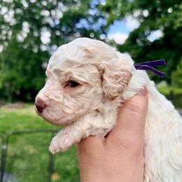 Girl 1 - Purple collar - Orange female Lagotto Romagnolo puppy in Ashland, Ohio from SS Australian Shepherds
