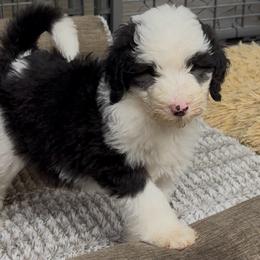 Ella - Black and white female Sheepadoodle puppy in Joelton, Tennessee from PC Pampered Parti's