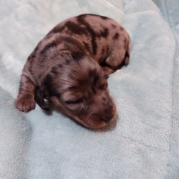 Dachshund Puppies from Marnette's Dachshunds