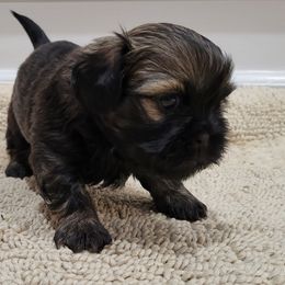 Shih Tzu Puppies from Juniverse Farm