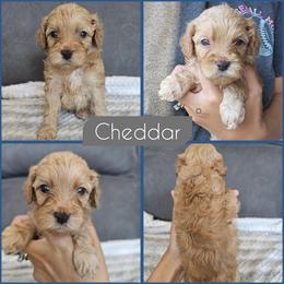 Cheddar - Golden male Cockapoo puppy in Zanesville, Ohio from Southtown Doodles LLC
