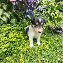 May - White female Collie puppy in Buchanan, Georgia from Lacey's Lassies