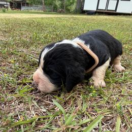 Boy 6 light brown collar - Black and white male English Springer Spaniel puppy in Bonifay, Florida from Sherrouse English Springer Spaniels
