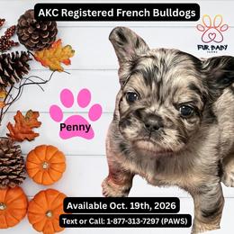 Penny - Tricolors female French Bulldog puppy in Michigan from Fur Baby Farms