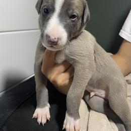 Greyhound Puppies from Angela Holtzen