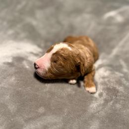 Timon - Red  male Goldendoodle puppy in Jacksonville, Florida from Dandelion Doodles
