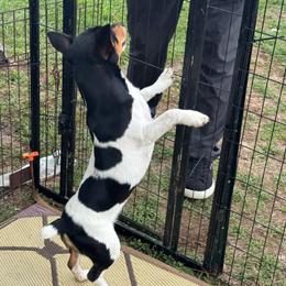 Flash - White and black male Teddy Roosevelt Terrier puppy in Cumming, Georgia from Barnett’s Rambling Terriers