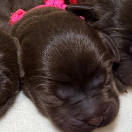 Pink - Chocolate female Labrador Retriever puppy in Huntington, Texas from Soggy Bottom Retrievers