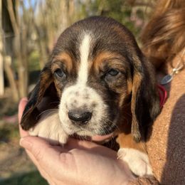 Basset Hound Puppies from CK Beagles & Bassets