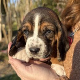Basset Hound Puppies from CK Beagles & Bassets