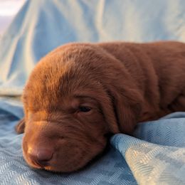 Dilute Retriever and Labrador Retriever Puppies from LC Hunting Labs, LLC.