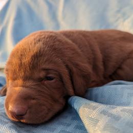 Dilute Retriever and Labrador Retriever Puppies from LC Hunting Labs, LLC.