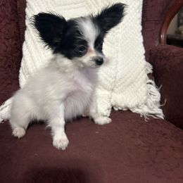 Dean - White black and tan male Papillon puppy in Salina, Utah from Desert Mountain Papillons