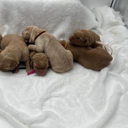 Gray - Yellow female Labrador Retriever puppy in Heath Springs, South Carolina from Rich Hill Retrievers