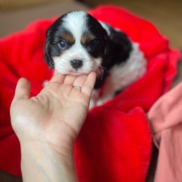 Boy 2 , Tri - Tri-color male Cavalier King Charles Spaniel puppy in Phoenix, Arizona from Larisa's Cavaliers