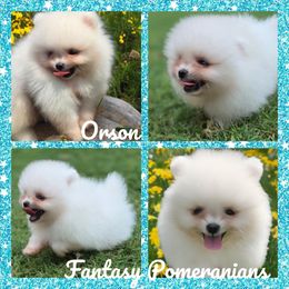 Orson - White male Pomeranian puppy in Anna, Texas from Fantasy Pomeranians & Fantasy Aussies