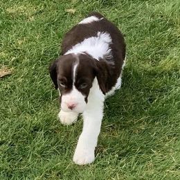 English Springer Spaniels from Ramblewood