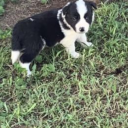 Border Collie and Miniature Australian Shepherd Puppies from RossVegas Kennels
