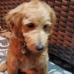 Goldendoodles from Love's Doodles