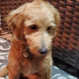 Goldendoodles from Love's Doodles