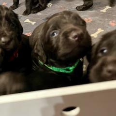 Kelly - Liver male Boykin Spaniel puppy in Stapleton, Alabama from Taensas Boykins