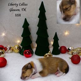 Purple Collar Sable Female - Sable and white female Collie puppy in Gleason, Tennessee from Liberty Collies