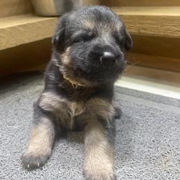 Girl 6 - Black and tan female German Shepherd puppy in Joshua, Texas from American Viking GSD Ranch