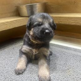 Girl 6 - Black and tan female German Shepherd puppy in Joshua, Texas from American Viking GSD Ranch