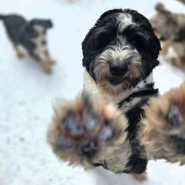 Poppy - Bernedoodle