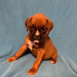 Carrie Underwood - Fawn female Boxer puppy in Willard, North Carolina from Boone’s Boxers of North Carolina