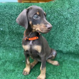 Ruby - Red and rust female Doberman Pinscher puppy in Ludowici, Georgia from Royal Destiny Kennels
