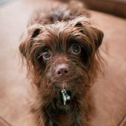 Double Doodles, Goldendoodles, Poodles, Yorkipoos, and Yorkshire Terriers from Edgewater Doodles & Designer Pups